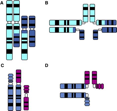 Translocations, inversions and other chromosome rearrangements ... 