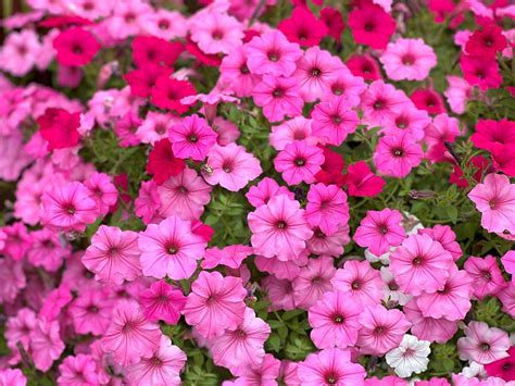Types Of Hot Pink Flowers