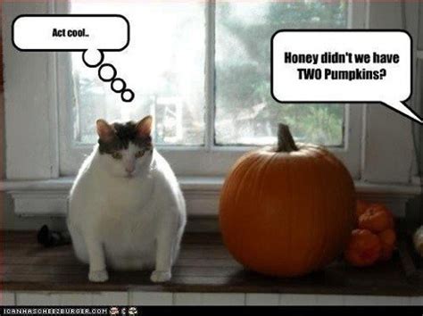 cat ate pumpkin - Halloween Alliance