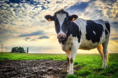 Grooming Behavior Exposes The Complex Social Lives Of Dairy Cows