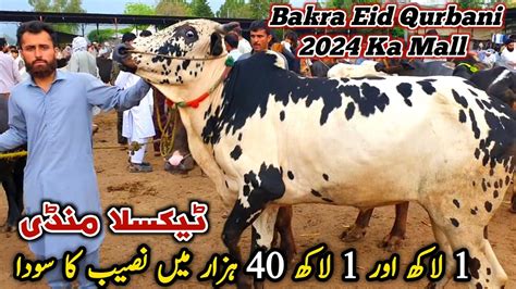 Today Taxila Mandi Latest Update 10 May 2024 Naseeb Ka Soda Bakra Eid