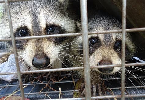 Manatee County Animal Control & Pest Control - 911animalremoval.com