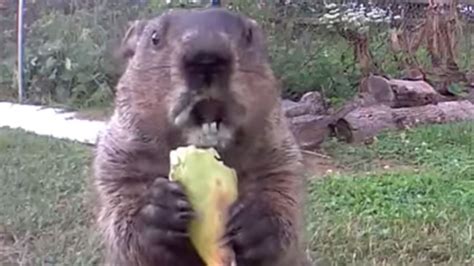 Chunk The Groundhog is the most adorable garden bandit | Mashable