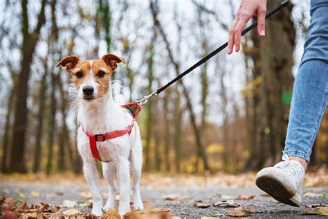 Dog Walking Services New York Professional Dog Walkers