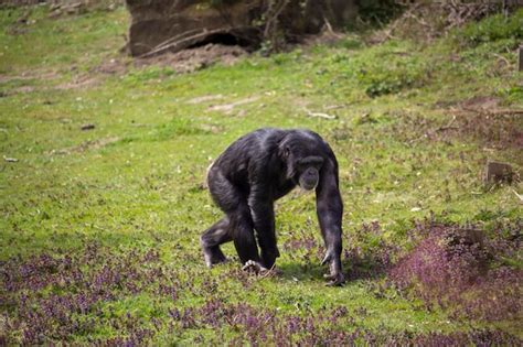 Un chimpancé camina por un campo de hierba Foto Premium