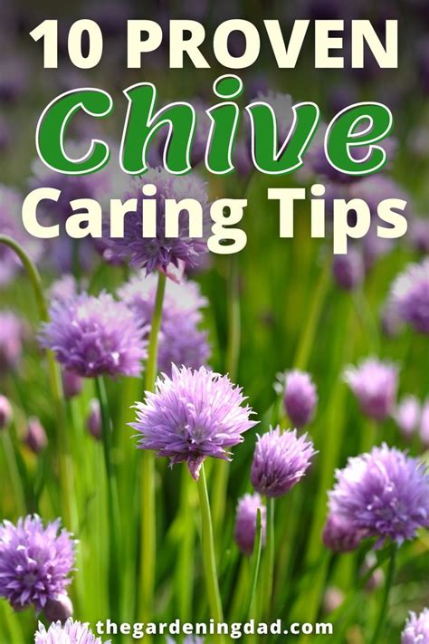 How To Grow Chives 10 Proven Tips Artofit