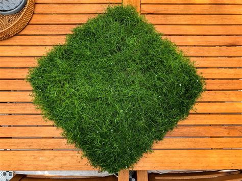 How To Grow And Care For Irish Moss