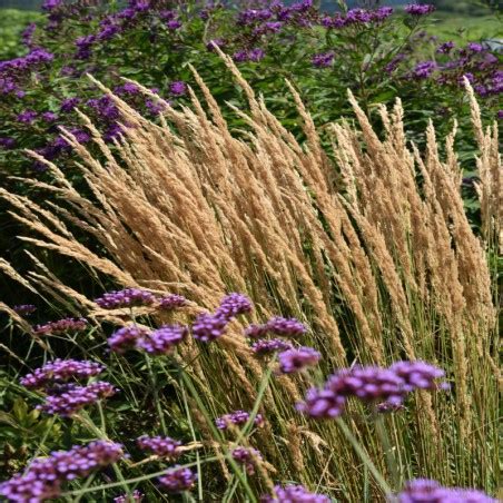 Trzcinnik Ostrokwiatowy Karl Foerster Calamagrostis Acutiflora