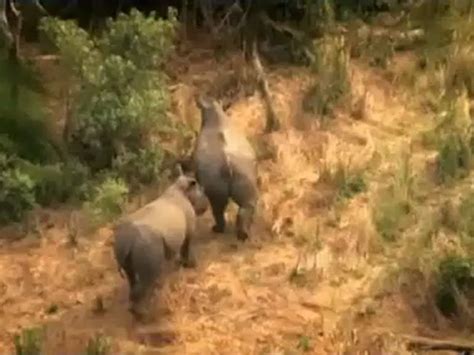 Save The Rhino Song Video Dailymotion