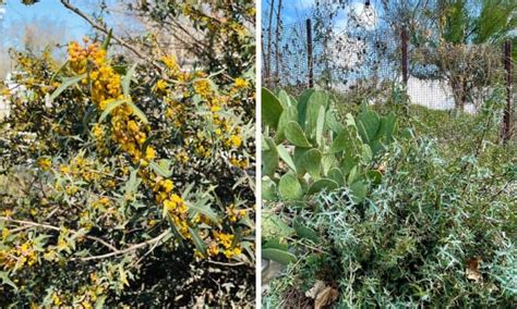 Top 7 Texas Evergreen Shrubs - Native Backyards