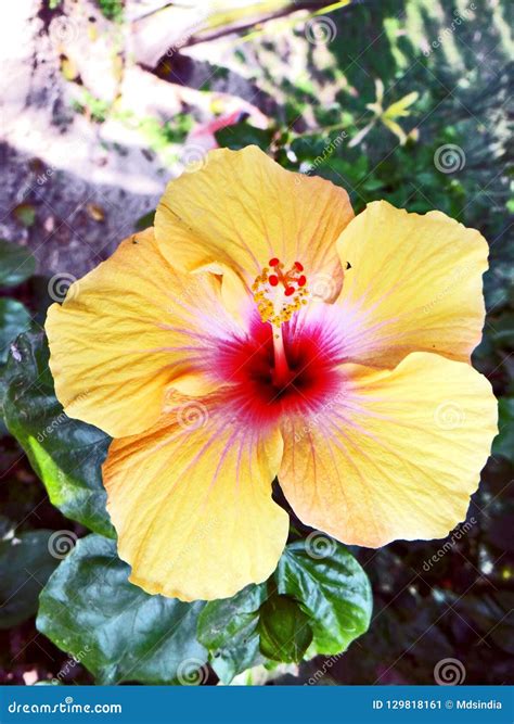 Beautiful and Attractive Flowers Stock Image - Image of bloom, human