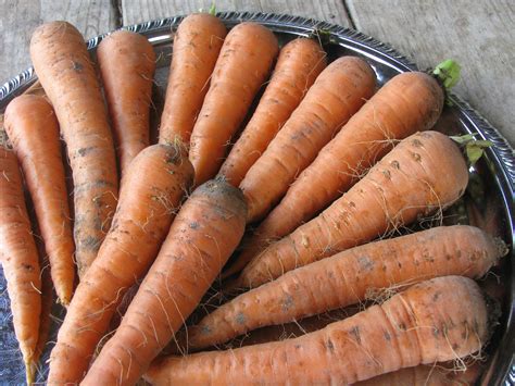 Danvers 126 Carrot | White Harvest Seed Company