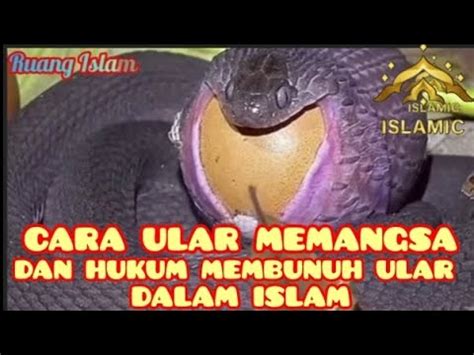 Cara Ular Cobra Memangsa Dan Hukum Membunuh Ular Dalam Islam Islami