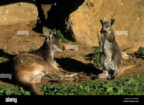 Common wallaroos (Macropus robustus), Mountain Kangaroos, Wallaroos, Kangaroos, Marsupials ...