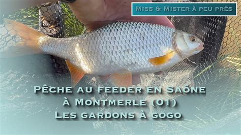 Pêche au FEEDER en SAÔNE secteur de MONTMERLE la fête aux GROS GARDONS