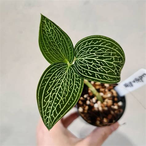 Jewel Orchid Ludisia Discolor Var Alba 70mm The Jungle Collective