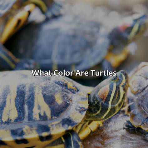 What Color Are Turtles - colorscombo.com