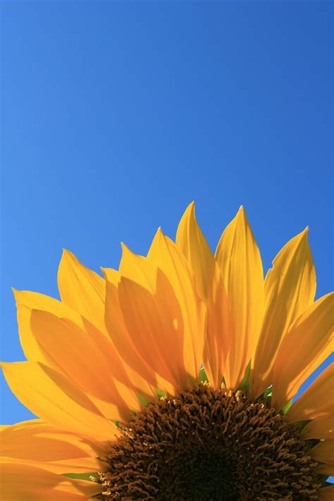 HD wallpaper: yellow sunflower closeup photography, sunflower, Blue Sky ...