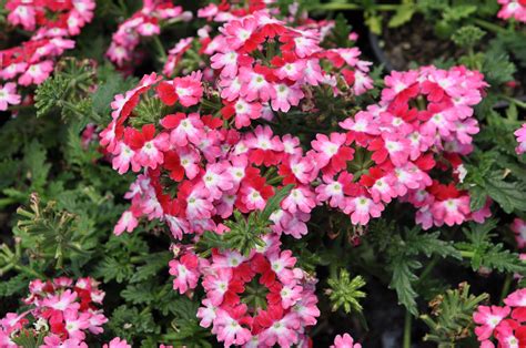 Are Verbena Flowers Perennials at Gayle Poston blog