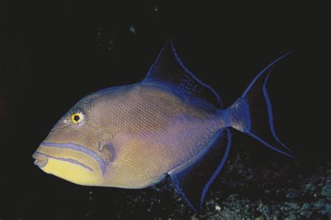 TroFish photo | All About Pics