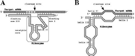 Cartoon of the two main types of ribozyme. (A) Hammerhead ribozyme. The ...