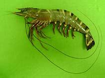 Penaeus monodon, Giant tiger prawn : fisheries