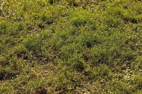 Common Lawn Problems And How To Fix Them