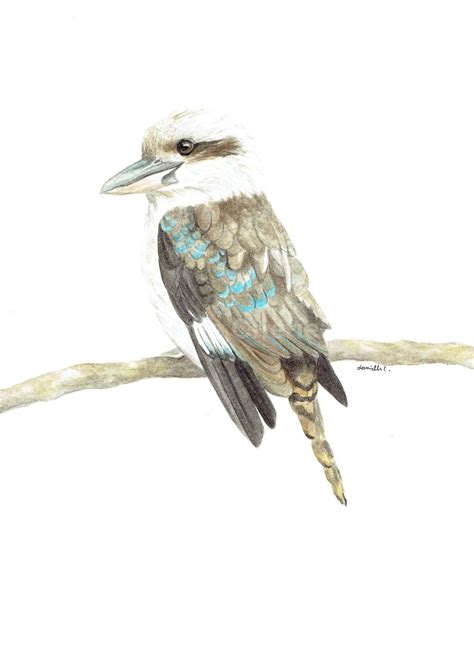 Original Watercolour Kookaburra Painting By Danielle Cherie The