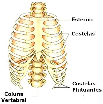 Diagrama Da Cavidade Torácica Ossos