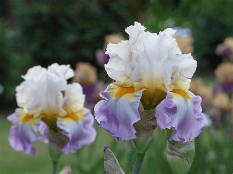 Iris – Schreiner's Gardens