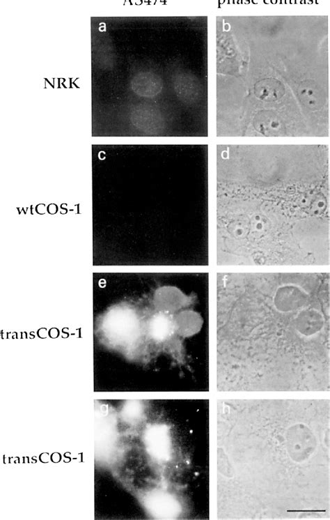 Figure From Primary Sequence And Heterologous Expression Of Nuclear