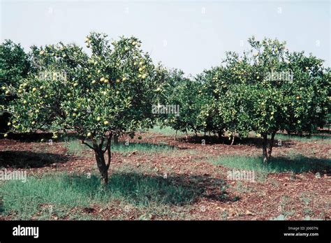 Sweet Lime Tree Satara Maharashtra India Asia Stock Photo Alamy