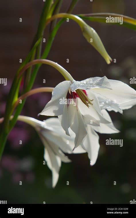 Acidanthera Murielae, a lovely white bloom with a crimson heart which ...