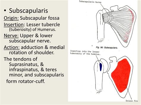 PPT - Muscles and Nerves of the Back and Neck PowerPoint Presentation, free download - ID:9255977