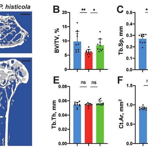 P Histicola Prevents Ovariectomy Induced Bone Loss A Representative