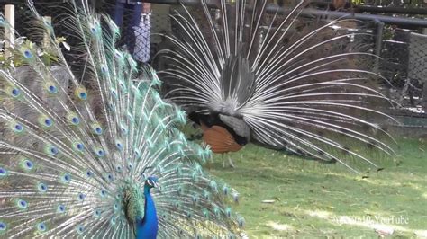 Beautiful Peacock Dance Chim Công Múa Tuyệt đẹp Youtube