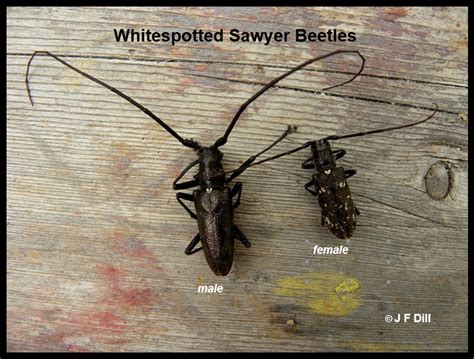 Sawyer Beetle