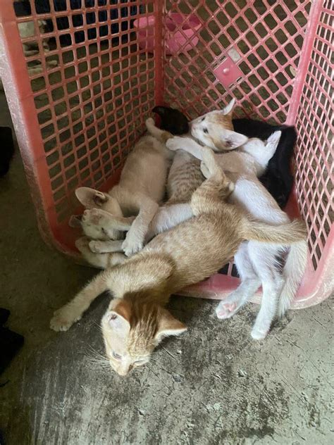 cute little kittens sleeping in basket 31624981 Stock Photo at Vecteezy