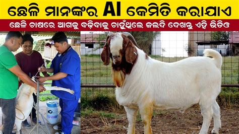 ଛେଳି ମାନଙ୍କର Ai କେମିତି କରାଯାଏ Artificial Insemination In Goat