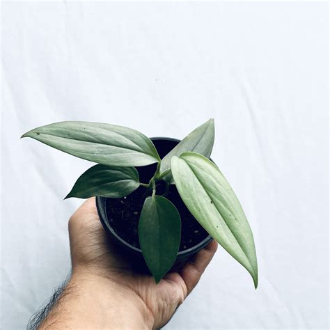 Scindapsus Hederaceus - Urban Roots