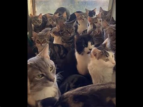 Emergency Cat Rescue Hoarder 30 Cats The Hardest Cat Rescue Yet