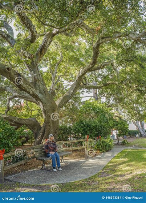 Large Oak Tree in a Park Carmel by the Sea Stock Photo - Image of