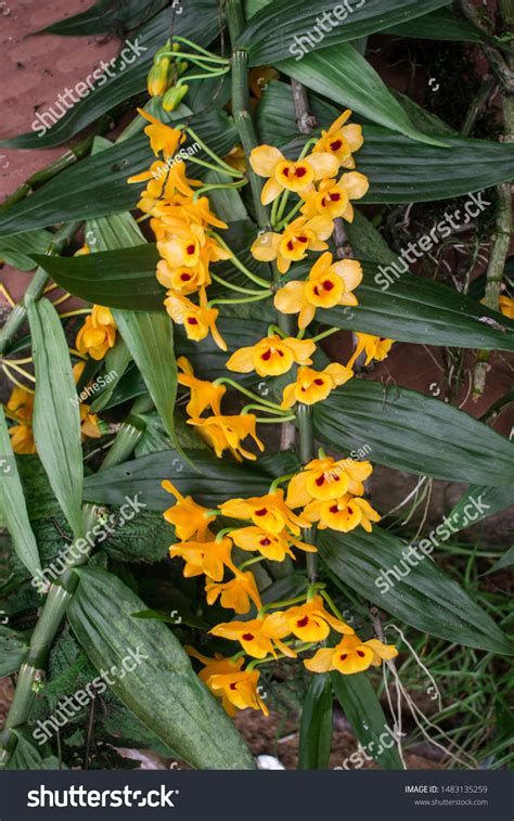 49 Meghalaya Orchids Images, Stock Photos & Vectors | Shutterstock