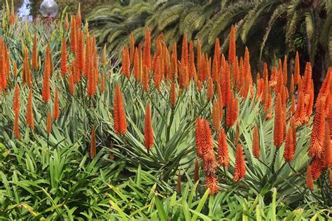 What Are the Different Types of Aloe? | Gardener’s Path