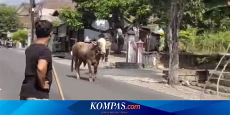 Sapi Kurban Mengamuk Saat Hendak Disembelih Di Tangsel Rusak Tiga