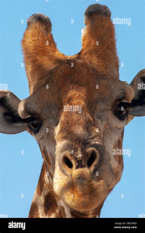 Giraffe Eyes Hi Res Stock Photography And Images Alamy