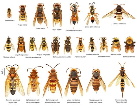 Cicada Killer Wallpapers - Wallpaper Cave