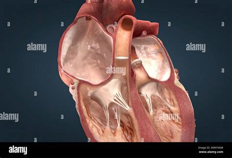 Le C Ur Est Le Principal Organe De Votre Syst Me Cardiovasculaire Un