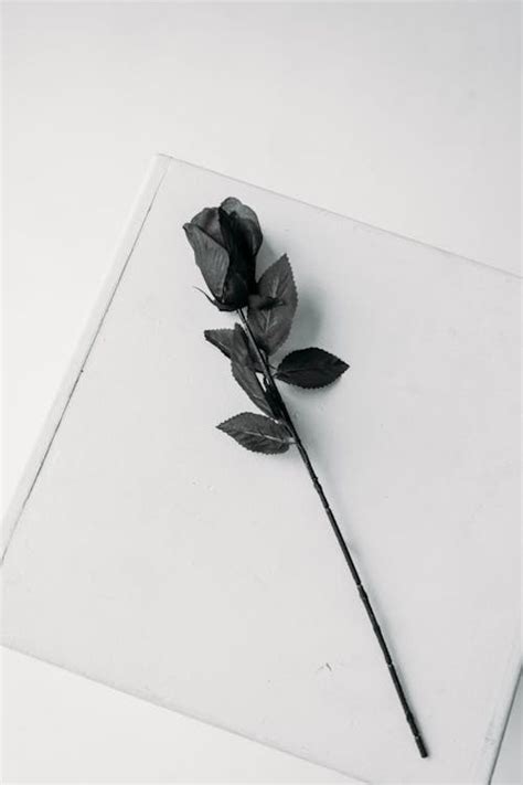 Black Rose Photos, Download The BEST Free Black Rose Stock Photos & HD ...