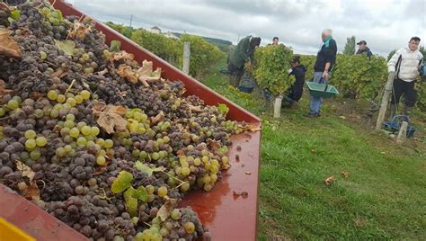 En Dordogne les vendanges de liquoreux battent leur plein malgré le